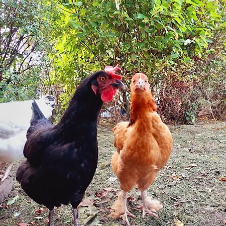 Gemuetliches Studio-apartment In Ostseenaehe - Cosy Wulfi * Probsteierhagen